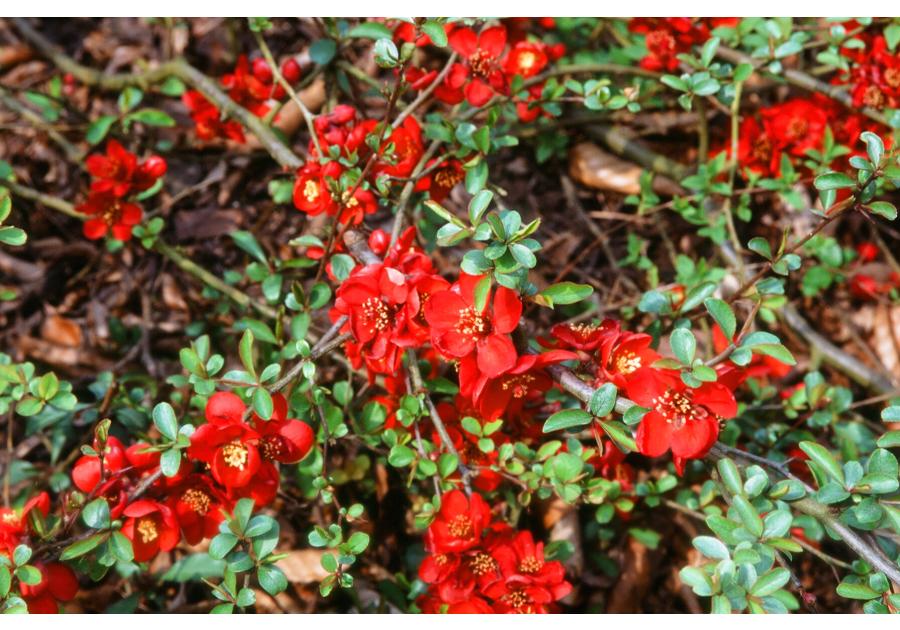 Zdjęcie: Pigwowiec pośredni Crimson and Gold ŁAZUCCY