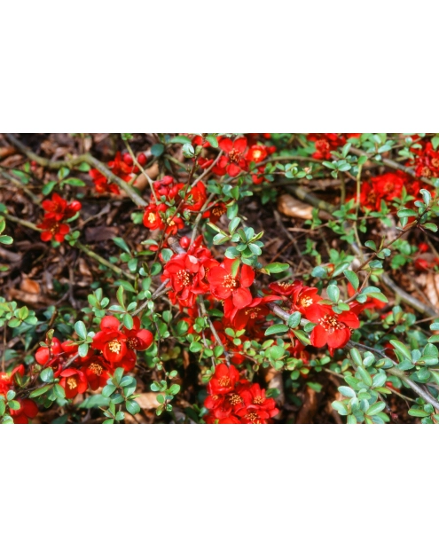 Zdjęcie: Pigwowiec pośredni Crimson and Gold ŁAZUCCY