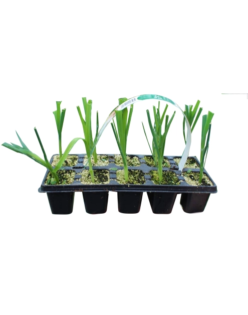 Zdjęcie: Sadzonki pora 10 szt. 4 FLOWER