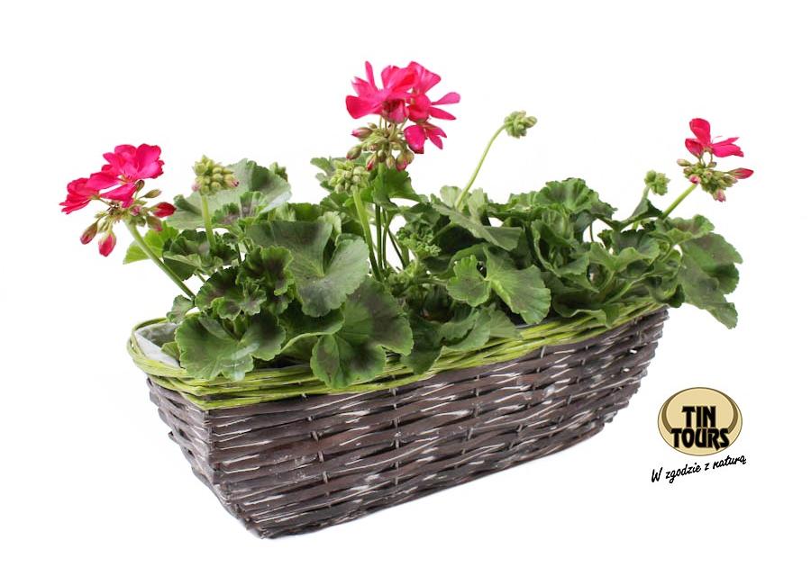 Zdjęcie: Kosz wiklinowy do obsadzania kwiatami 40x16x13h cm TIN TOURS