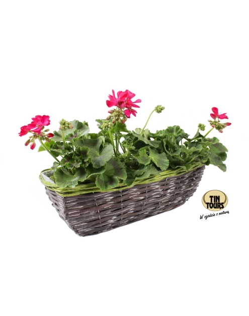 Zdjęcie: Kosz wiklinowy do obsadzania kwiatami 40x16x13h cm TIN TOURS