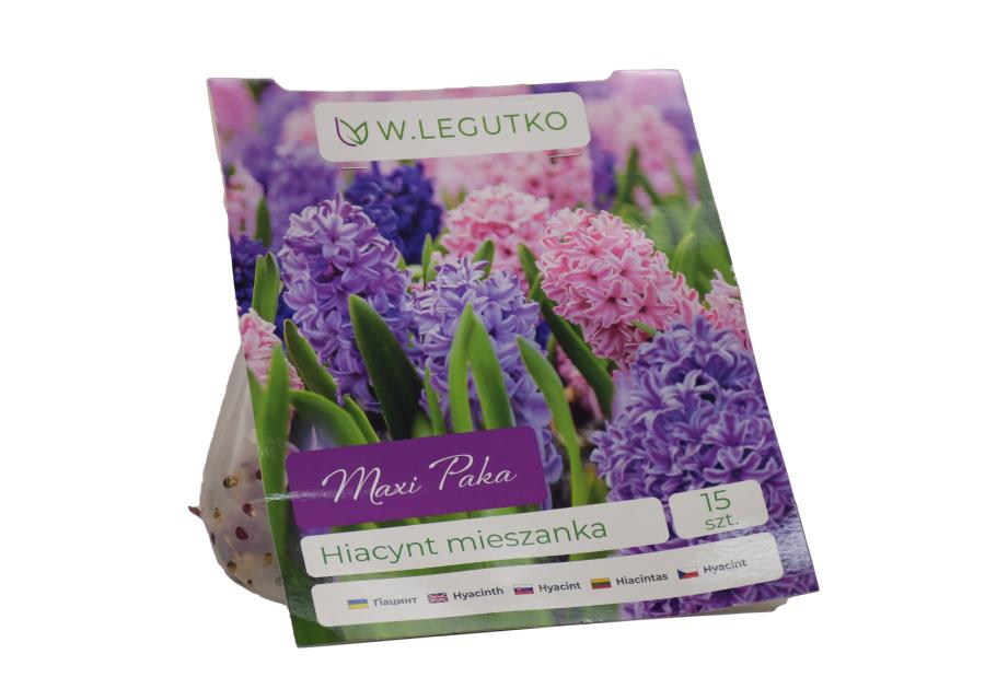 Zdjęcie: Hiacynt mieszanka Maxi Paka W.LEGUTKO