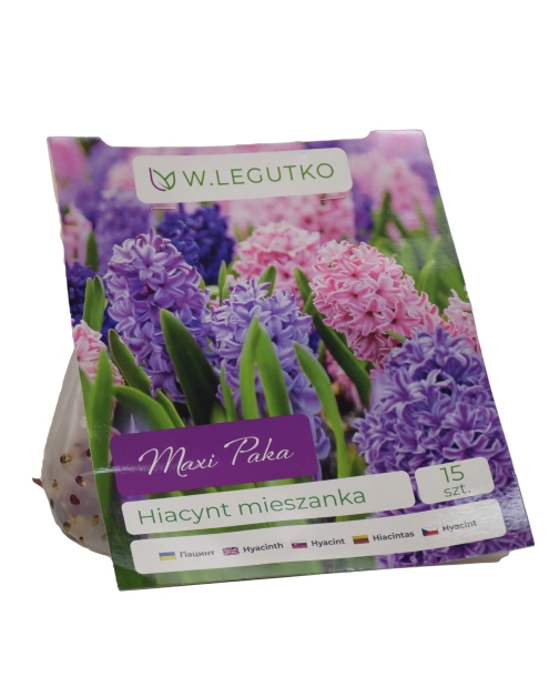Zdjęcie: Hiacynt mieszanka Maxi Paka W.LEGUTKO