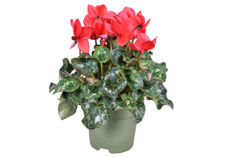 Zdjęcie: Kwiat doniczkowy Cyclamen KAMA