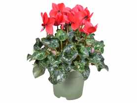 Kwiat doniczkowy Cyclamen KAMA