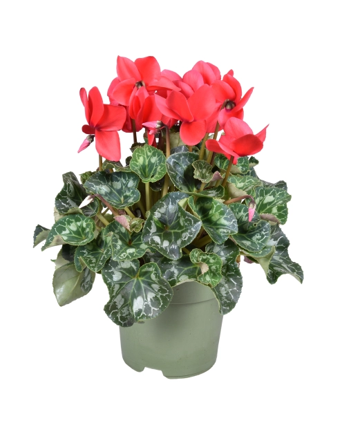 Zdjęcie: Kwiat doniczkowy Cyclamen KAMA