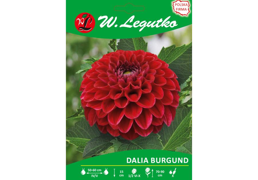 Zdjęcie: Dalia ogrodowa Burgund seria tradycyjna W.LEGUTKO