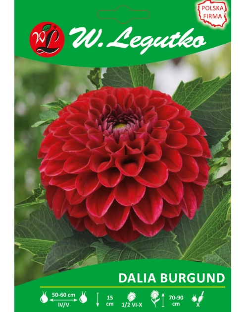 Zdjęcie: Dalia ogrodowa Burgund seria tradycyjna W.LEGUTKO