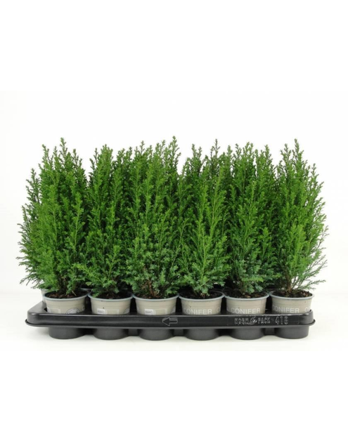 Zdjęcie: Krzew Cyprysik doniczka 9 cm KAMA