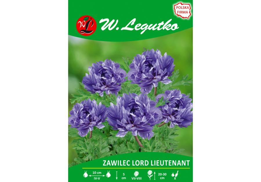 Zdjęcie: Zawilec Lord Lieutenant seria tradycyjna W.LEGUTKO
