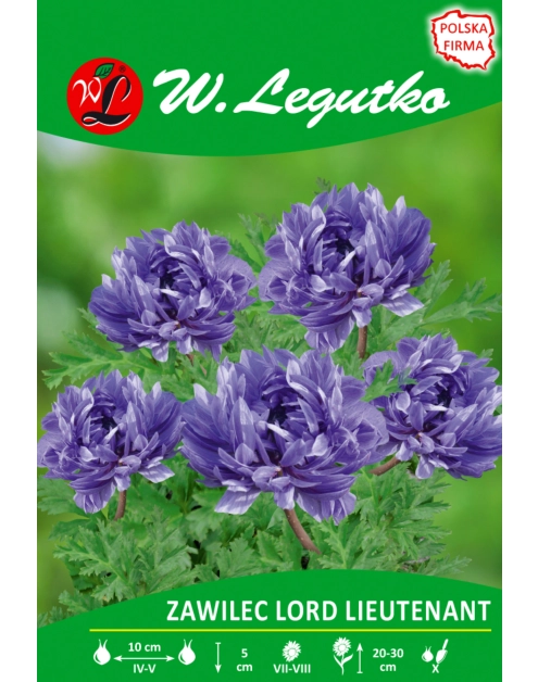 Zdjęcie: Zawilec Lord Lieutenant seria tradycyjna W.LEGUTKO