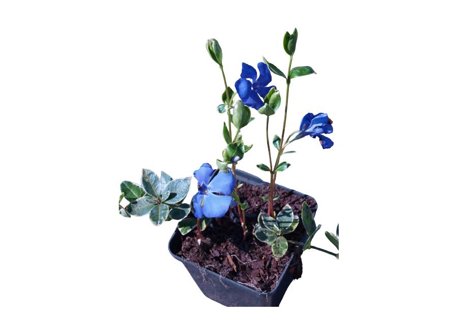 Zdjęcie: Barwinek pospolity Vinca minor mix ŁAZUCCY