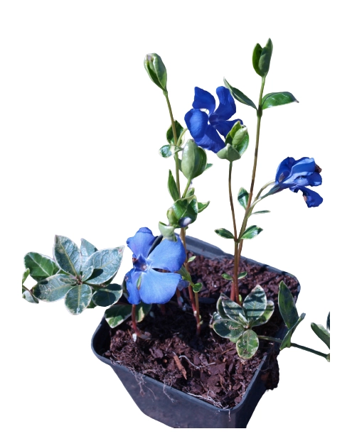 Zdjęcie: Barwinek pospolity Vinca minor mix ŁAZUCCY