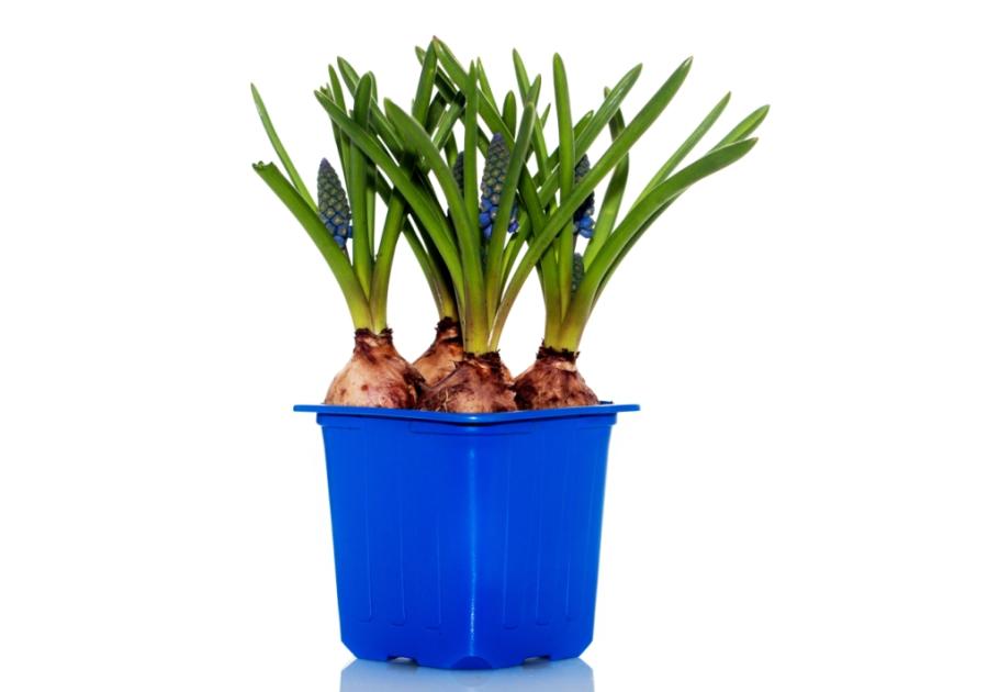 Zdjęcie: Szafirek doniczkowy 7x7 cm CYGANEK