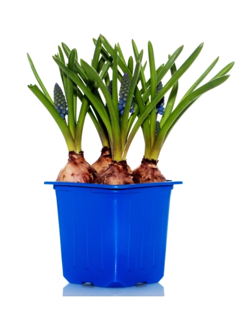 Zdjęcie: Szafirek doniczkowy 7x7 cm CYGANEK