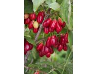 Zdjęcie: Dereń jadalny C2 CLEMATIS