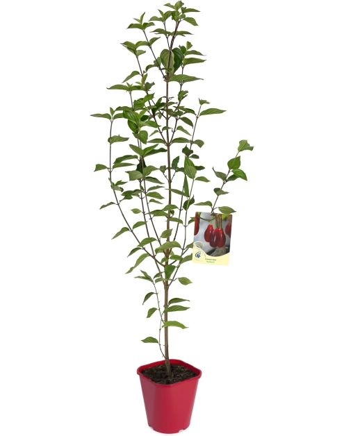 Zdjęcie: Dereń jadalny C2 CLEMATIS