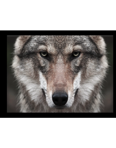 Zdjęcie: Obraz Glasspik 70x100 cm Ex632 Wolf 2 STYLER