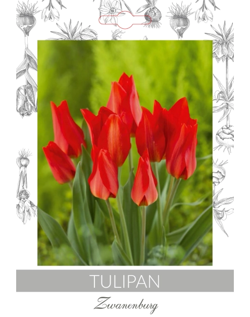 Zdjęcie: Tulipan Praest. Zwanenburg W.LEGUTKO