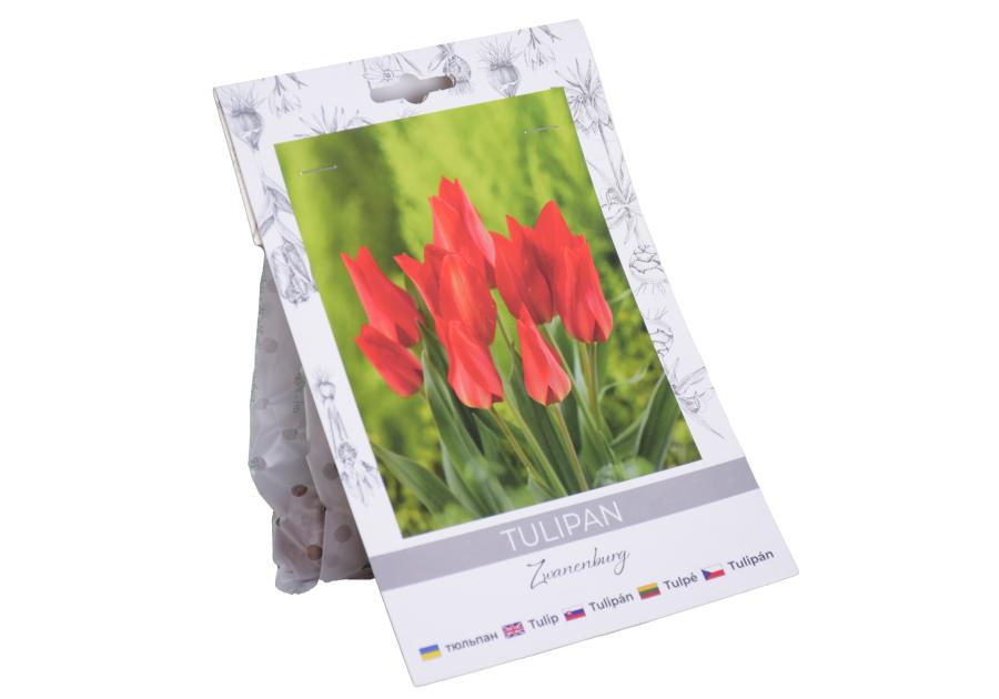 Zdjęcie: Tulipan Praest. Zwanenburg W.LEGUTKO