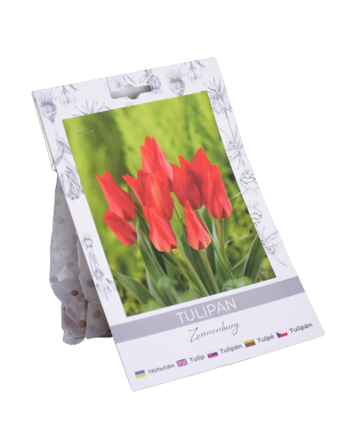 Zdjęcie: Tulipan Praest. Zwanenburg W.LEGUTKO