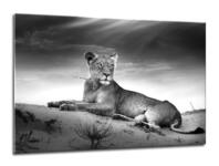 Zdjęcie: Obraz Glasspik animals 70x100 cm lione STYLER