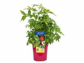 Malinotruskawka C2CLEMATIS