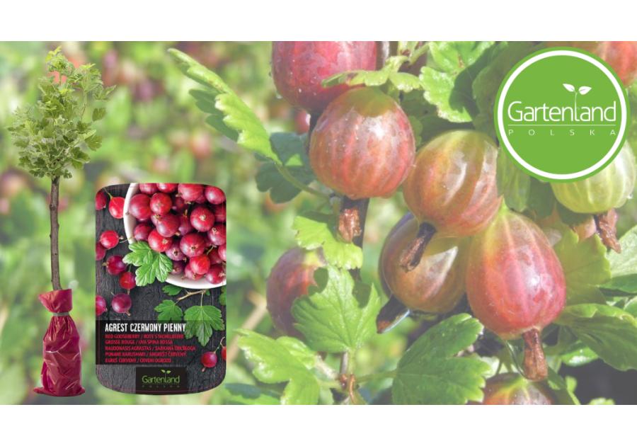 Zdjęcie: Krzew owocowy Agrest czerwony na pniu GARTENLAND
