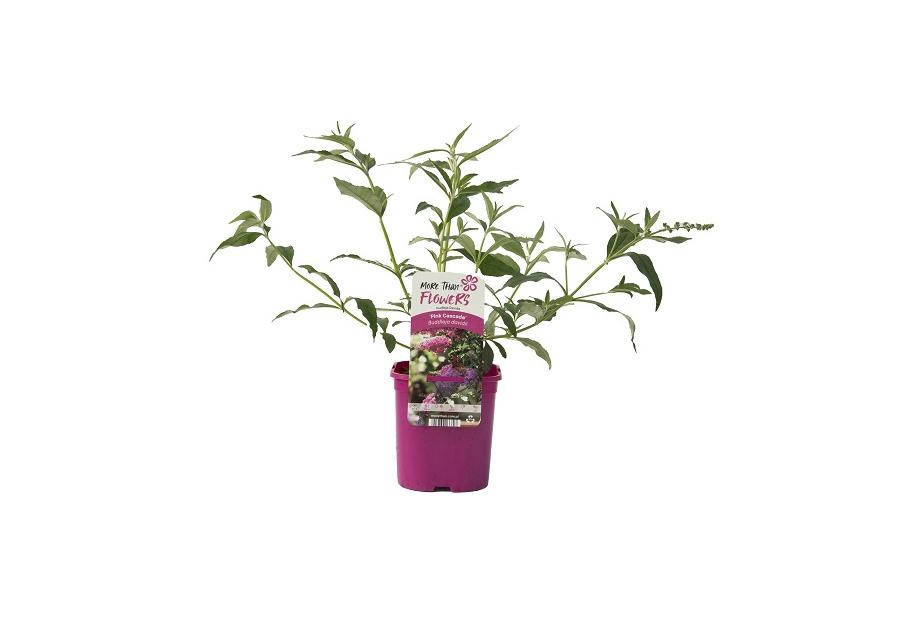 Zdjęcie: Budleja C2 CLEMATIS