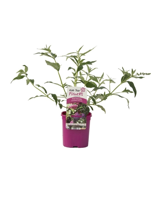 Zdjęcie: Budleja C2 CLEMATIS