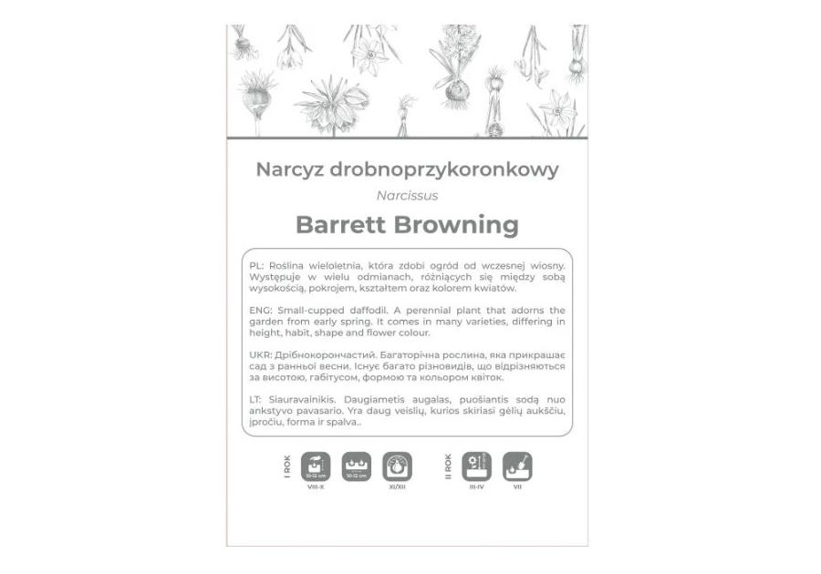 Zdjęcie: Narcyz Barrett Browning biały z pomarańczowym przykoronkiem 3 sztuki W.LEGUTKO