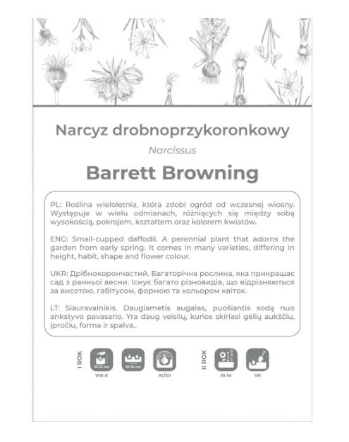 Zdjęcie: Narcyz Barrett Browning biały z pomarańczowym przykoronkiem 3 sztuki W.LEGUTKO