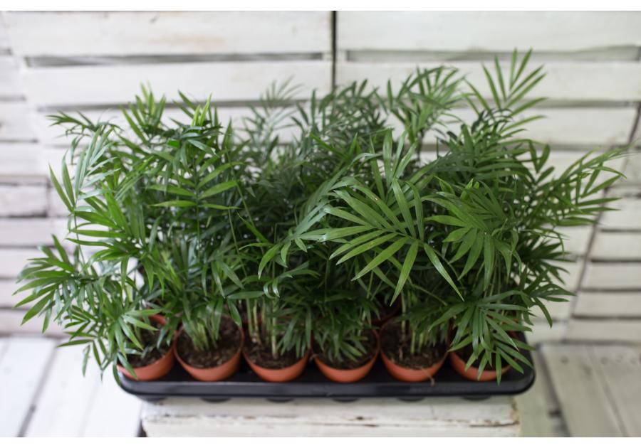 Zdjęcie: Kwiat doniczkowy Chamaedorea palma KAMA