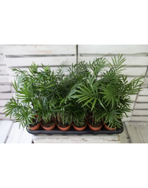 Zdjęcie: Kwiat doniczkowy Chamaedorea palma KAMA