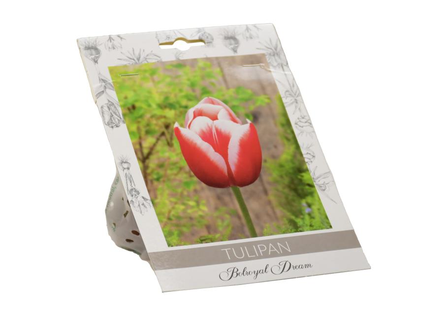Zdjęcie: Tulipan Bolroyal Dream W.LEGUTKO