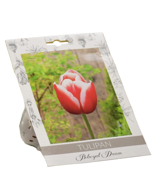 Zdjęcie: Tulipan Bolroyal Dream W.LEGUTKO