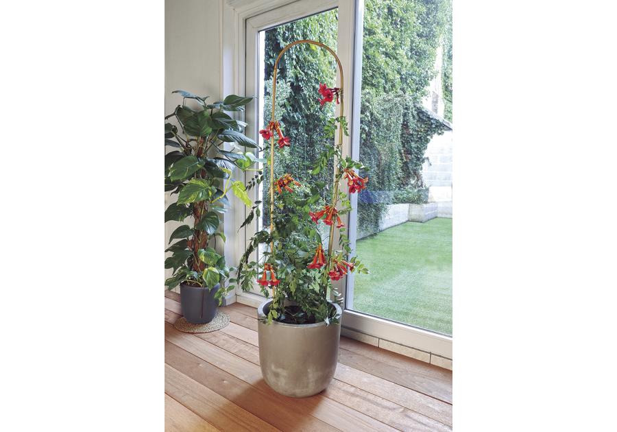 Zdjęcie: Tyczka bambusowa owalna ARC Bamboo 150 cm, naturalny, 3 sztuki NORTENE