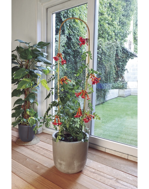 Zdjęcie: Tyczka bambusowa owalna ARC Bamboo 150 cm, naturalny, 3 sztuki NORTENE