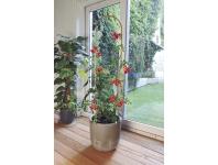 Zdjęcie: Tyczka bambusowa owalna ARC Bamboo 150 cm, naturalny, 3 sztuki NORTENE