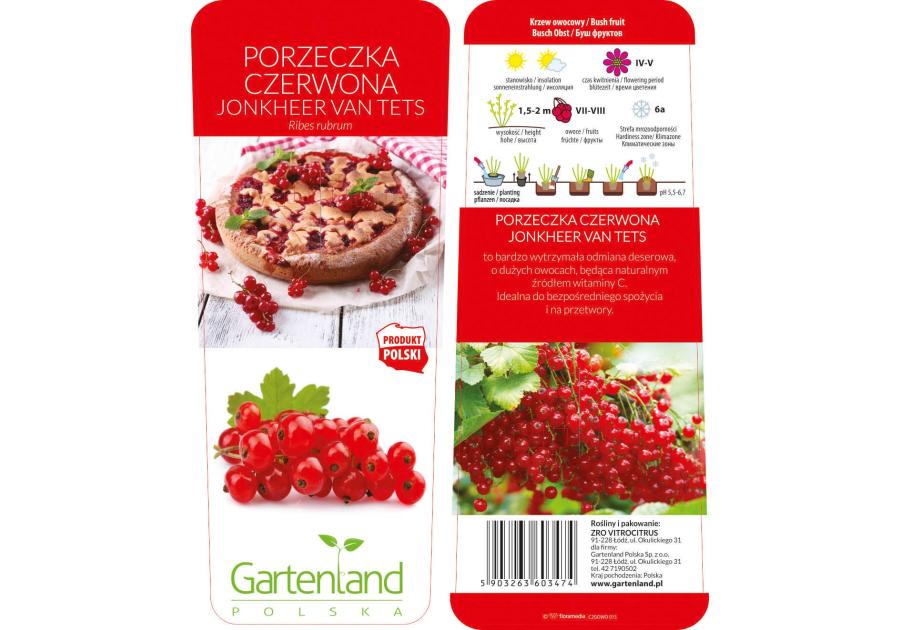 Zdjęcie: Porzeczka czerwona Jonkheer van Tets GARTENLAND