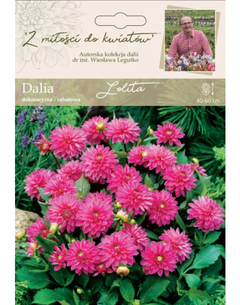 Zdjęcie: Dalia ogrodowa Lolita kolekcja dalii W.LEGUTKO