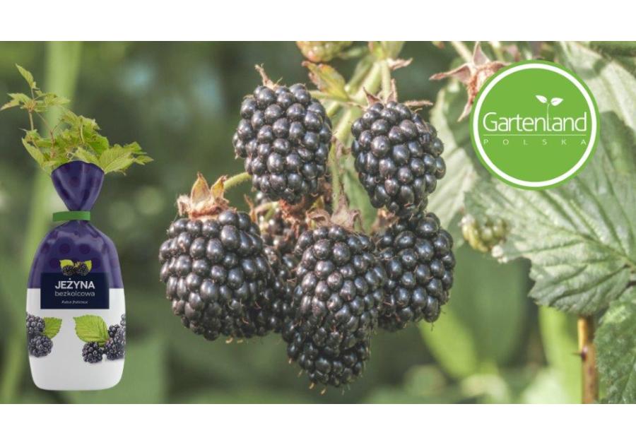 Zdjęcie: Jeżyna bezkolcowa GARTENLAND