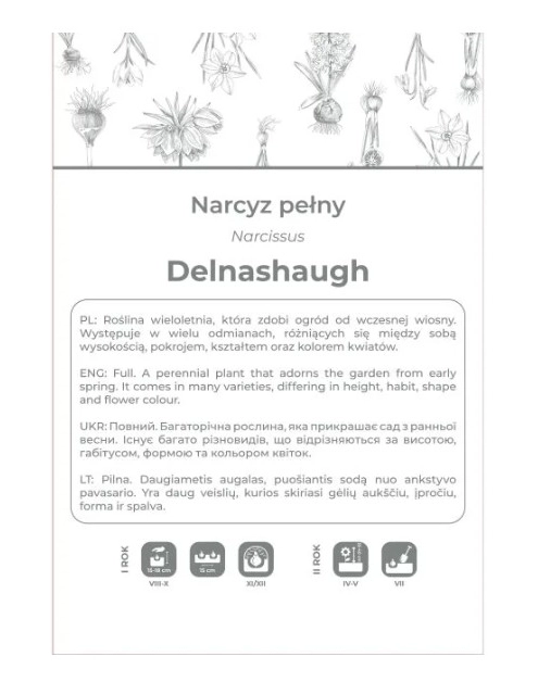 Zdjęcie: Narcyz Delnashaugh biały z różowym środkiem 3 sztuki W.LEGUTKO