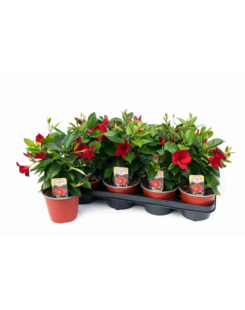 Zdjęcie: Kwiat doniczkowy Mandevilla KAMA