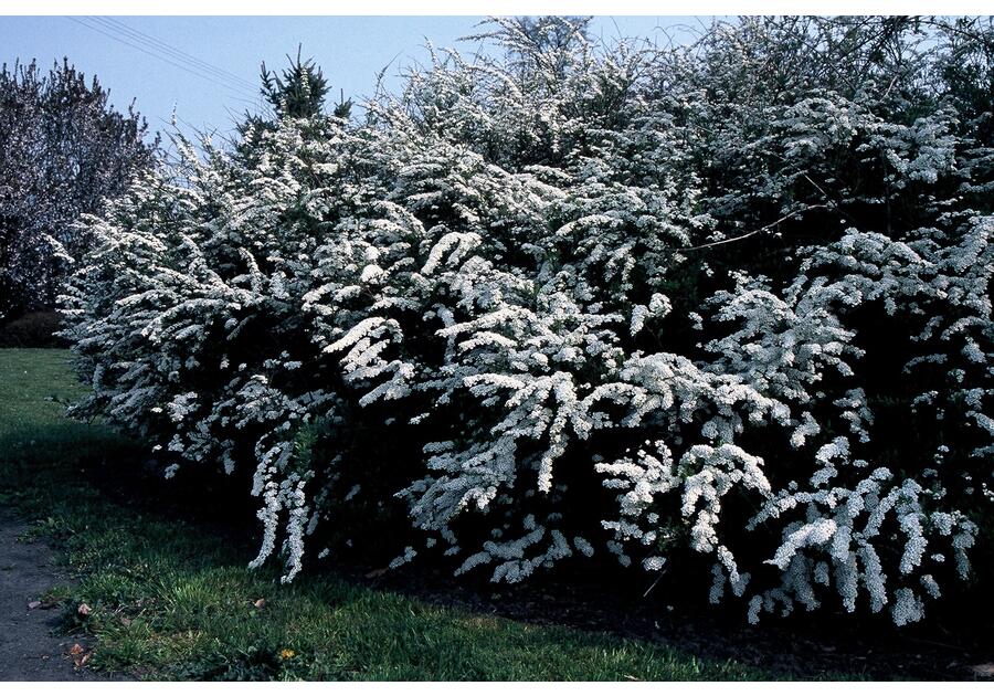 Zdjęcie: Tawuła szara Grefsheim Spiraea cinerea ŁAZUCCY