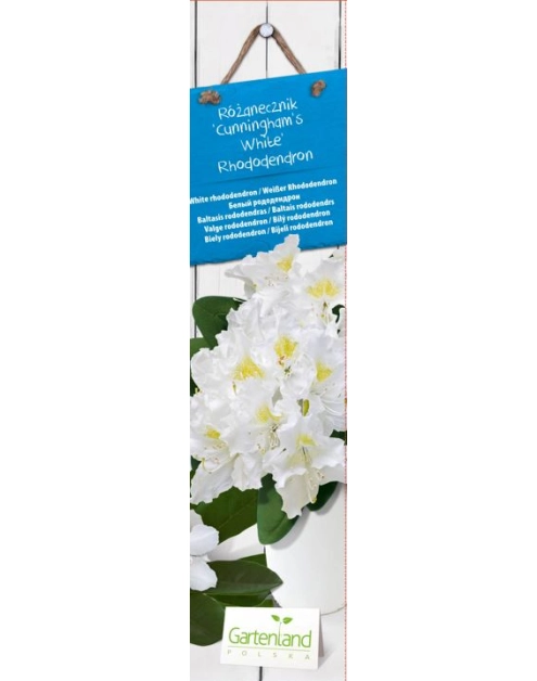 Zdjęcie: Różanecznik Rhododendron GARTENLAND