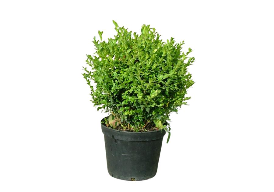 Zdjęcie: Bukszpan wieczniezielony Buxus sempervirens ŁAZUCCY