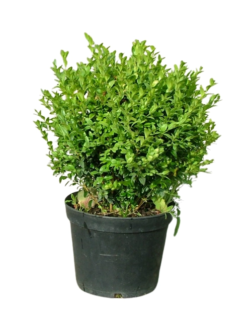 Zdjęcie: Bukszpan wieczniezielony Buxus sempervirens ŁAZUCCY