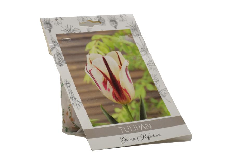 Zdjęcie: Tulipan Grand Perfection W.LEGUTKO
