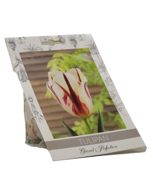 Zdjęcie: Tulipan Grand Perfection W.LEGUTKO